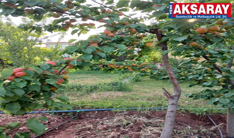 ALLAH VERMİŞTE VERMİŞ Dallar tartmıyor