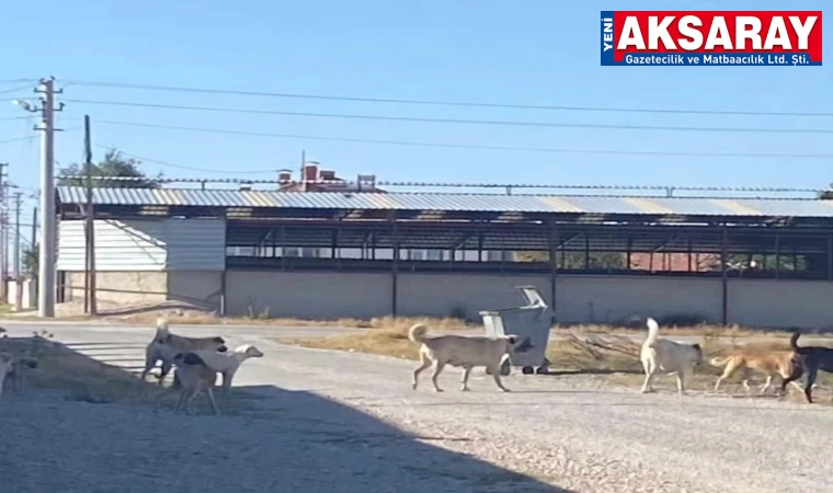 Başıboş köpek yasası meclisten geçti