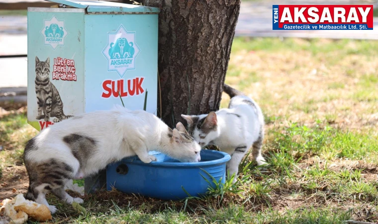 BİR KAP SU, BİR KAP MAMA Sokak hayvanlarına destek olalım