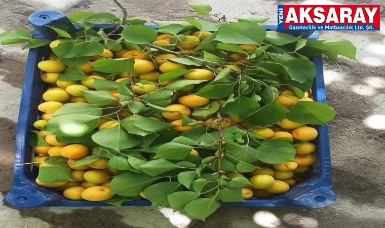 Bunun adı ‘Askıda Kayısı’