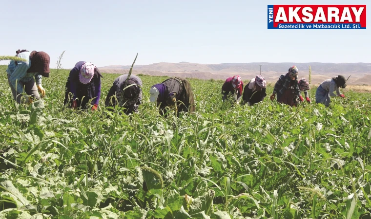 DURUMLARI GÖRÜŞÜLDÜ Aksaray’da 12 farklı bölgede 2.066 mevsimlik tarım işçisi var