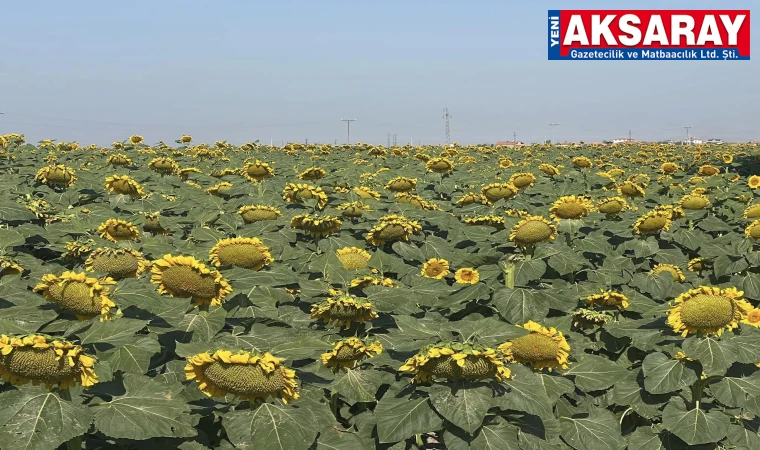 TÜRKİYE ORTALAMASINDA 3. SIRADA Çerezlik ayçekirdeği hasat gününü bekliyor