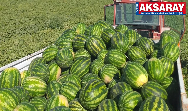 Yerli karpuz tezgahlarda yerini aldı