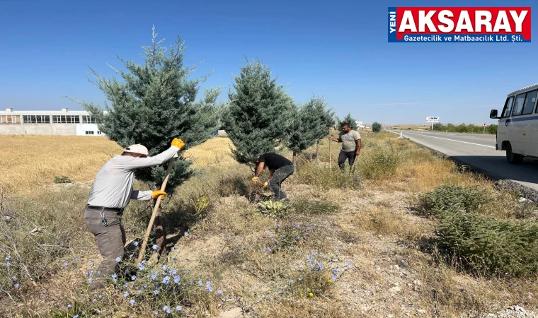 Yol kenarlarında ki ağaçlar bakıma alındı