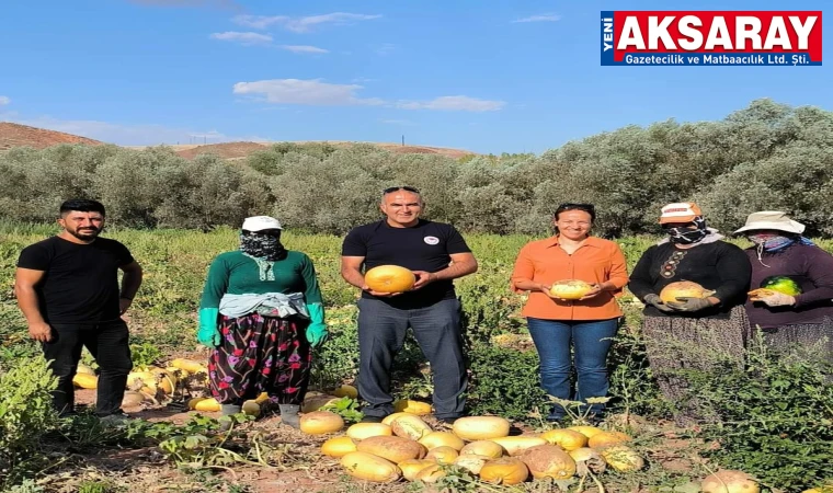 Çerezlik kabak çekirdeği hasadına başlandı