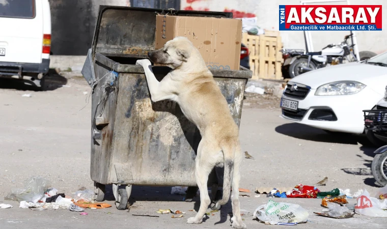 Aç kalan köpekler çöplere hücum etti