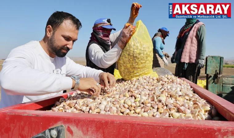 Aksaray’ın organik sarımsağında dikim başladı