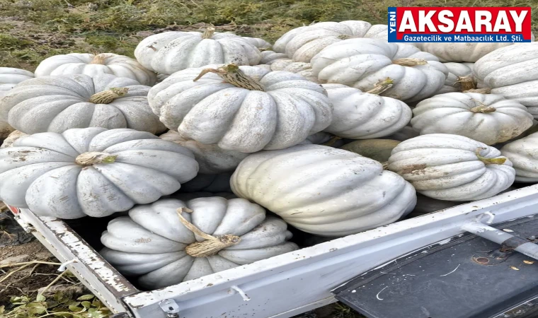 Kim demiş Aksaray’da bal kabağı yetişmez diye...