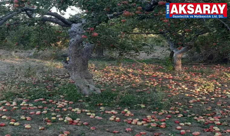 Köy yerinde elma ağaçlarına zarar verdiler