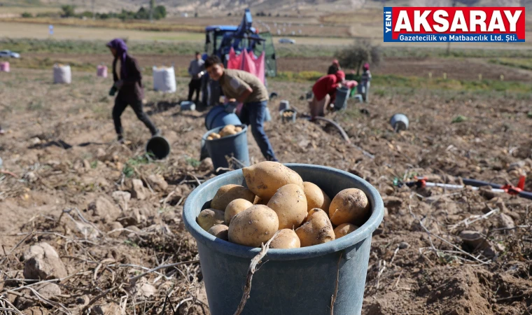 Patates tarlada 2 lira, pazarda 10 lira