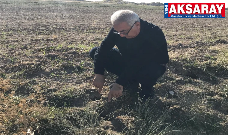 Tarla fareleri ile mücadele başlatıldı