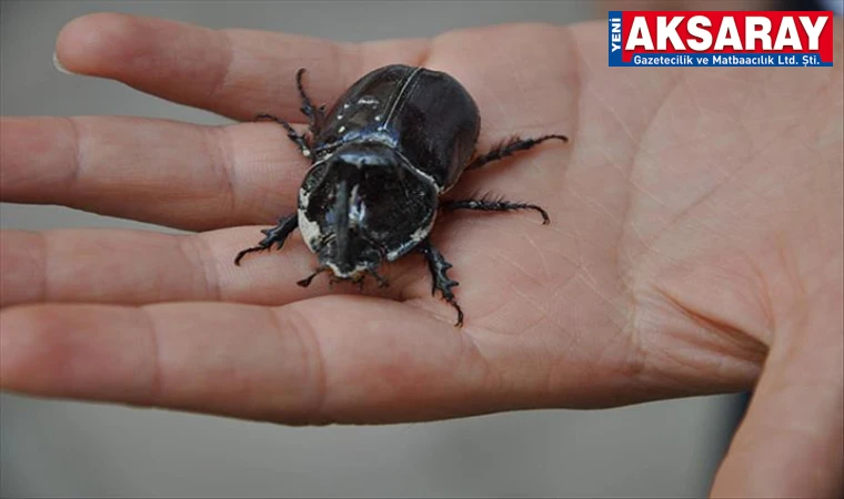 TÜRKİYE'NİN HER YERİNDE GÖRÜLÜYOR Fiyatı 90 bin dolar