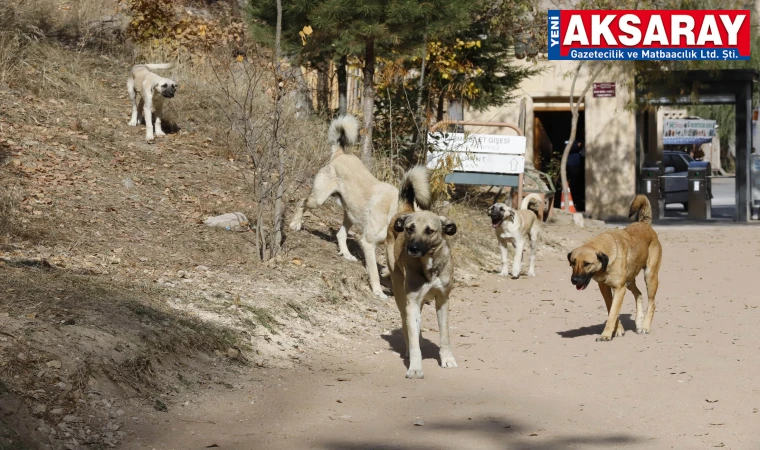 Vadi de başıboş köpek tehlikesi