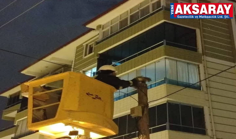 Di­rek­te mah­sur kalan kedi kur­ta­rıl­dı