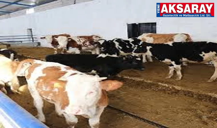 Hay­van­cı­lık des­tek­le­me­le­ri­ne baş­vu­ru baş­la­dı