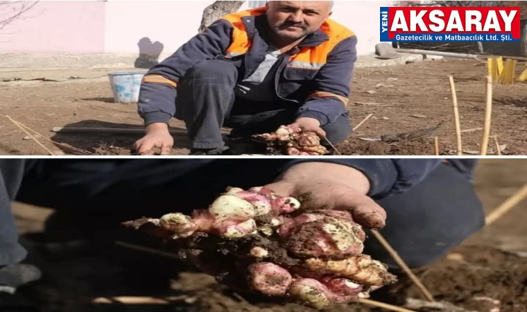 Tarlasına yer elması dikti taleplere yetişemiyor