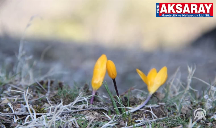 Yalancı bahar çiğdemlere çiçek açtırdı