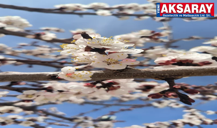 Kayısılar çiçek açtı ama, kar geliyor