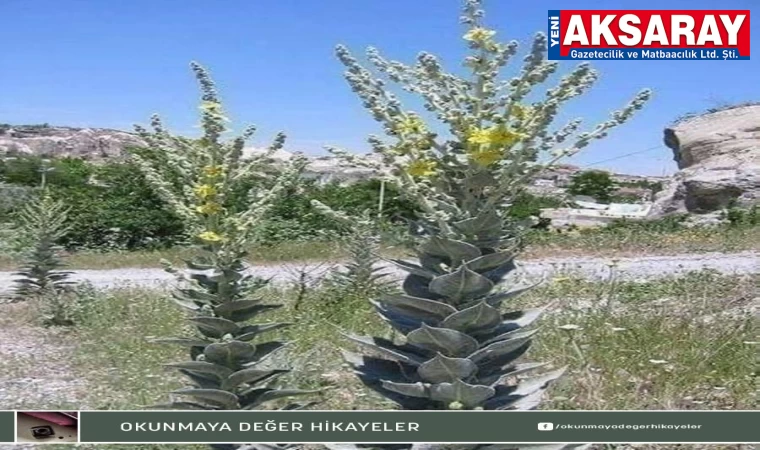 AKSARAY’IN HER BÖLGESİNDE YETİŞİYOR