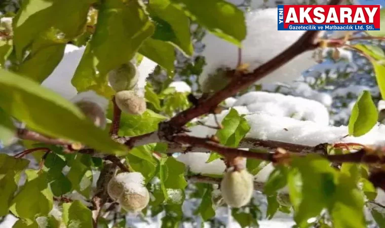 BAĞ-BAHÇE-TARLA-SERA Vurdu geçti