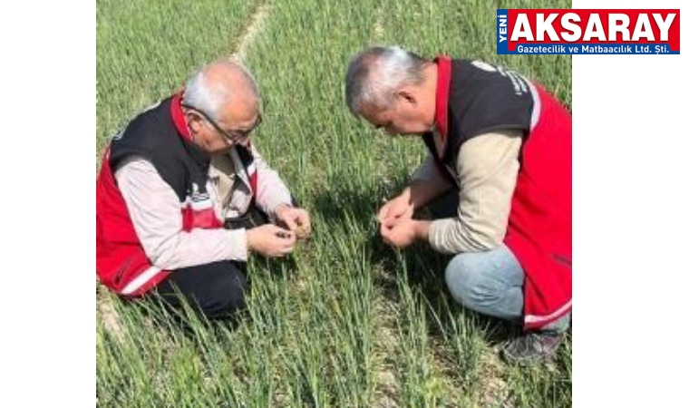 Hububat tarlalarında zararlıların kontrolü yapıldı
