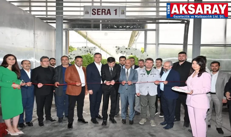 ÖZEL SEKTÖR DİKMEN’DE SERA KURDU İhracata yönelik domates yetiştirildi
