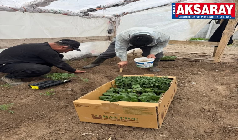 Seraların fideleri dağıtıldı
