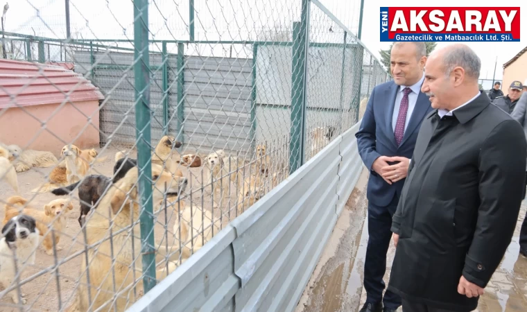 Sokak köpekleri toplanacak