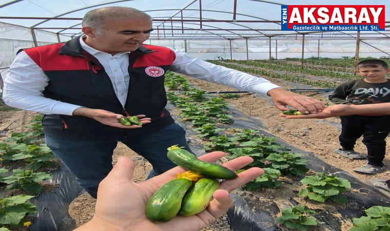 Yerli salatalık ve çileklerde hasat başladı
