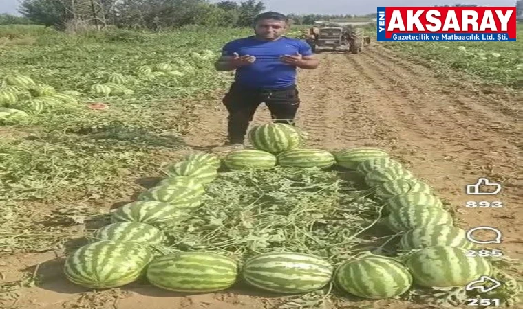 KARPUZ TARLADA 1 LİRA Üretici tepkisini mezarla gösterdi