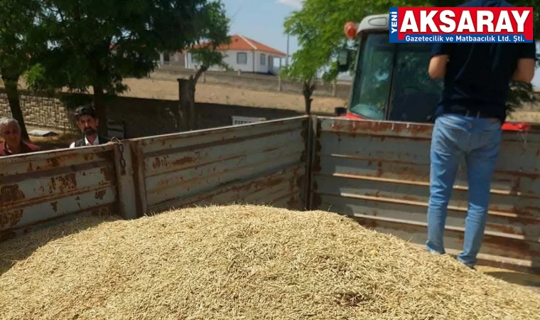 KURAKLIĞIN BÖYLESİ 256 Dekardan sadece 1 ton arpa alındı