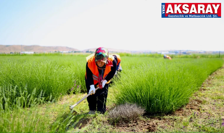 Lavanta bahçesinde yaz hazırlığı başladı