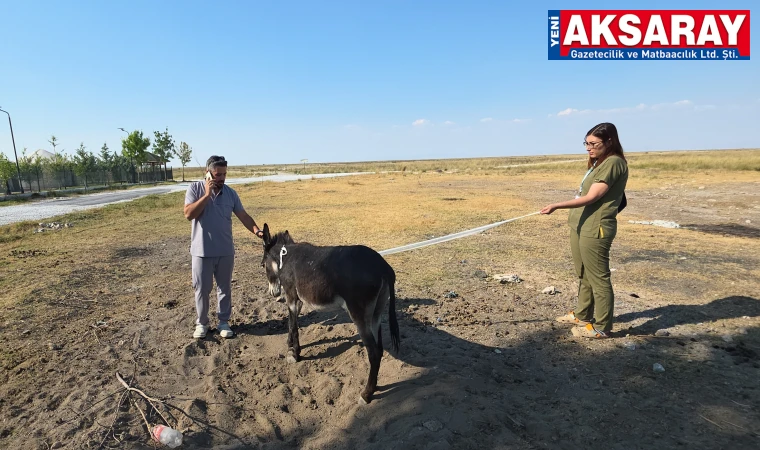 Eşeğe yardım eli uzandı