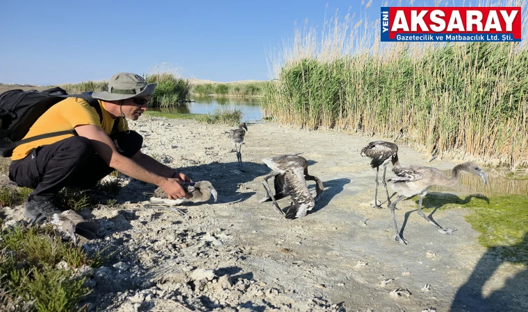 Flamingo yavruları kanalda hayat buldu