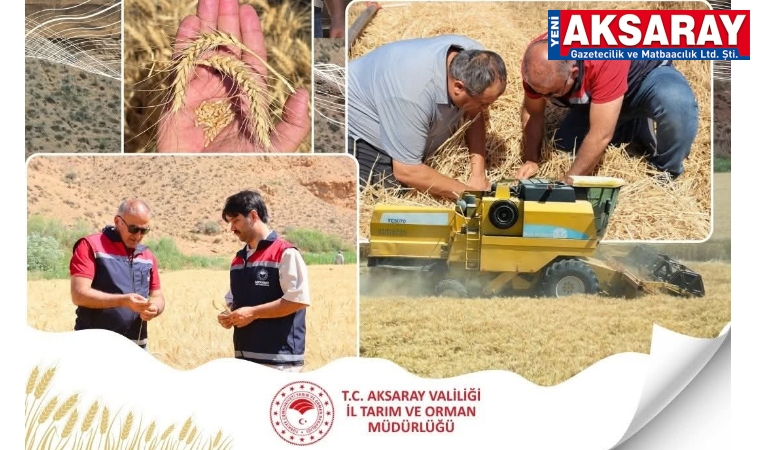 Hububat hasadı tüm hızıyla sürüyor