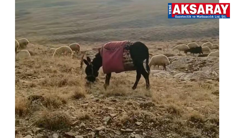 Kayıp eşeği bulana ödül