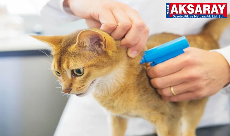 KEDİ VE KÖPEKLERE ÇİP ZORUNLULUĞU Mobil kimliklendirme takvimi açıklandı