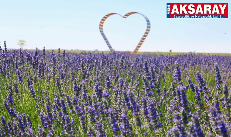 LAVANTA BAHÇESİ’NİN Sezon açılışında aşure günü kutlanacak