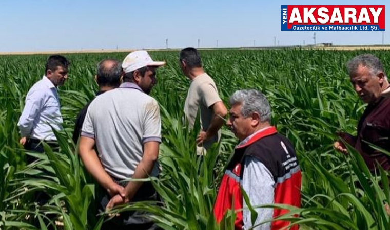 Mısır tarlalarında hastalık ve zararlılara yönelik inceleme yapıldı