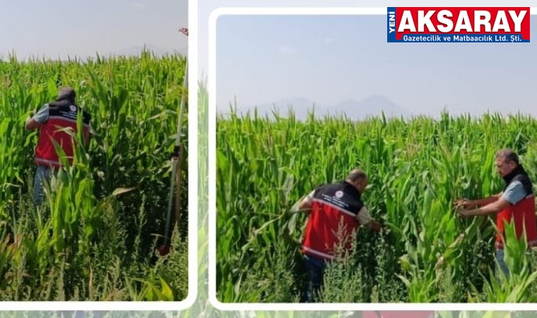 Silajlık mısır tarlalarında zararlı denetimi sürüyor