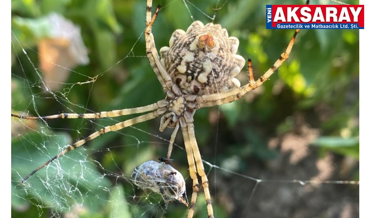 Zehirli örümcek korkuya neden oldu