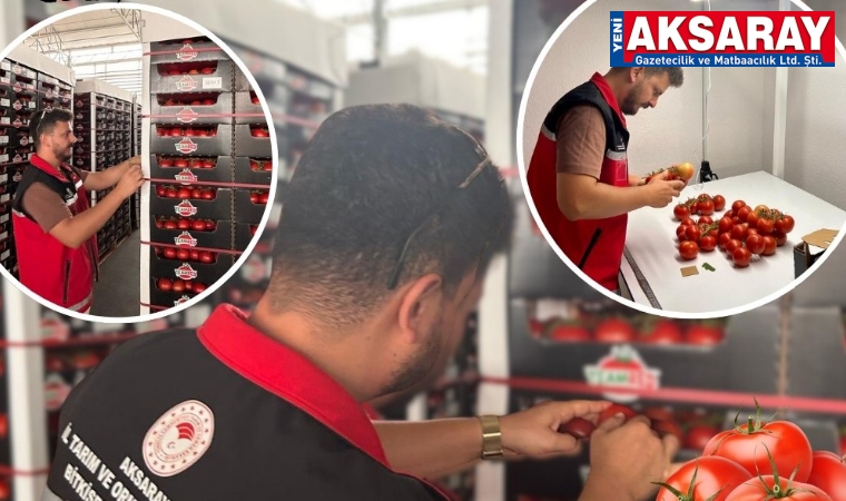 Aksaray’dan Hollanda’ya gidecek domatesler incelendi