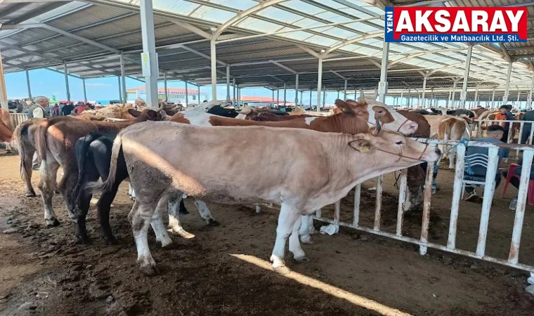 Aşılama oranı artarsa hayvan pazarları açılacak