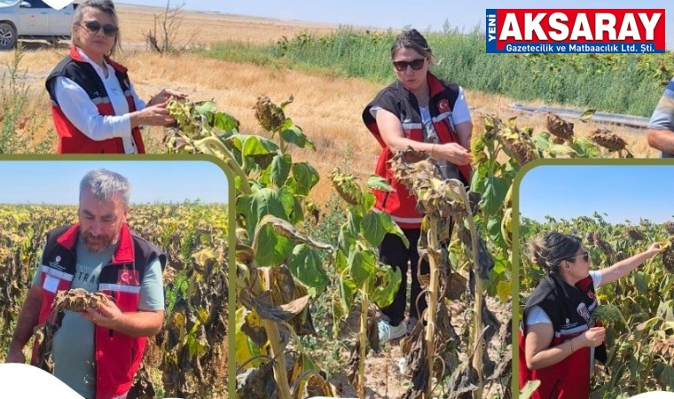 Ayçiçeği tarlalarında hastalık kontrolü yapıldı