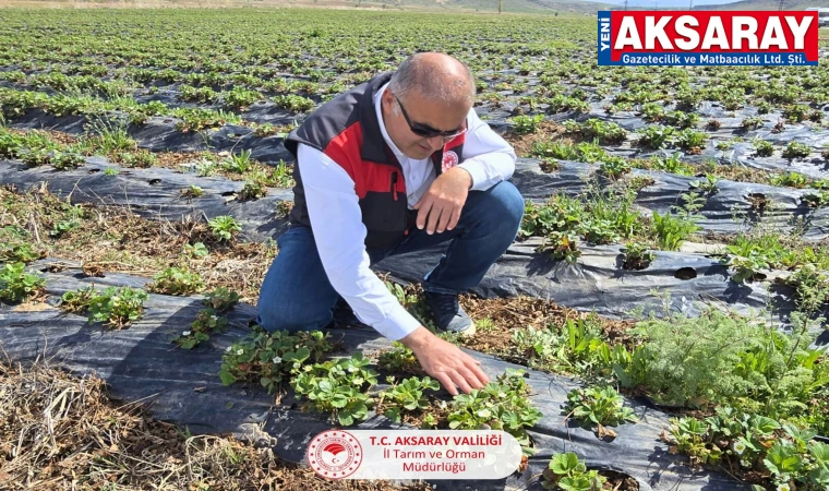 Çilek üretimi bölgede önemli bir gelir kaynağı