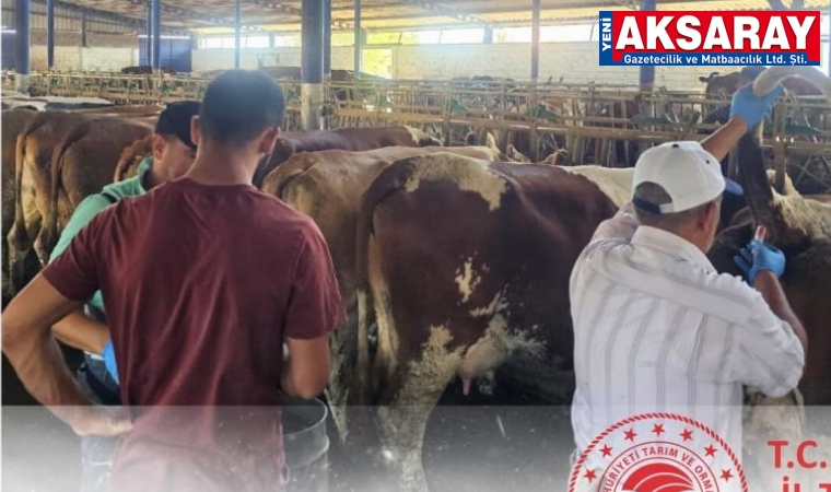 Hayvanlara sağlık kontrolü yapılıyor