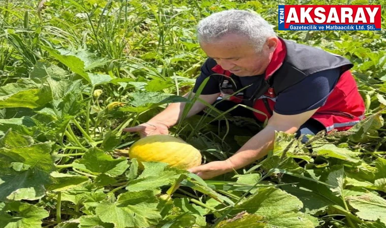 Kabak çekirdeği tarlaları kontrol edildi