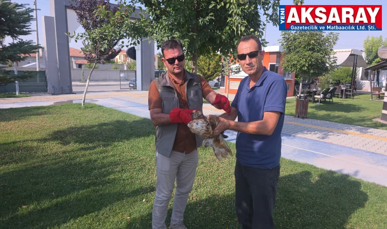Kızıl Şahin yaralı bulundu