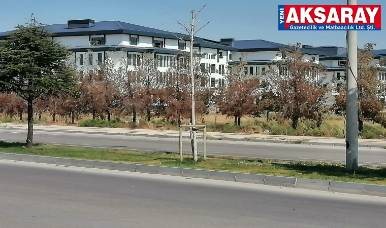 Kuruyan ağaçlar bakım istiyor