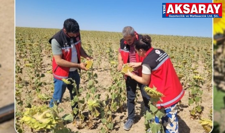 Tarla kontrolleri aralıksız sürüyor